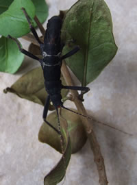 Ella's stick insect