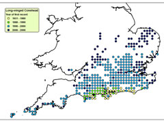 Spread of Long-winged Conehead