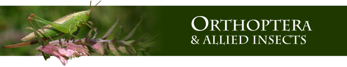 Orthoptera.org.uk